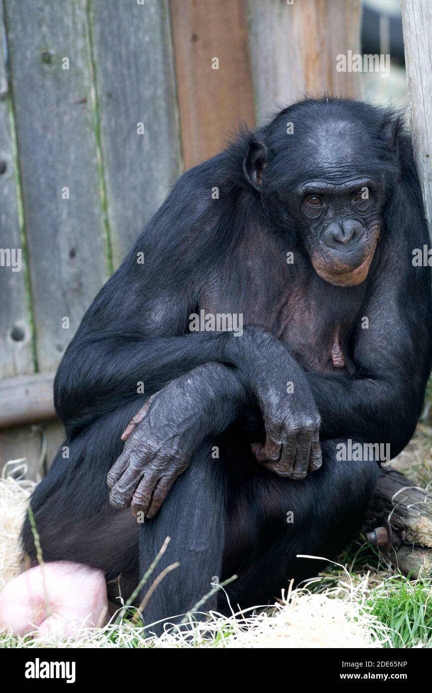 Bonobo conosciuto anche come Dwarf Chimpanzee Foto Stock