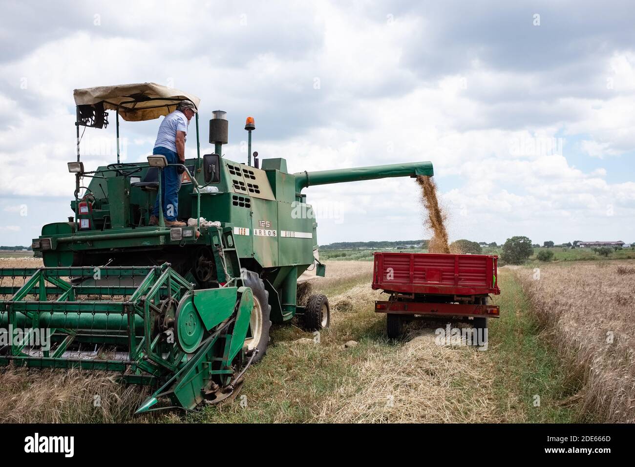 GIOIA DEL COLLE, ITALIA - 7 LUGLIO 2018: Il trasferimento di froma di grano duro si combina al rimorchio di un trattore in un campo situato sull'altopiano di Murgia in Puglia reg Foto Stock