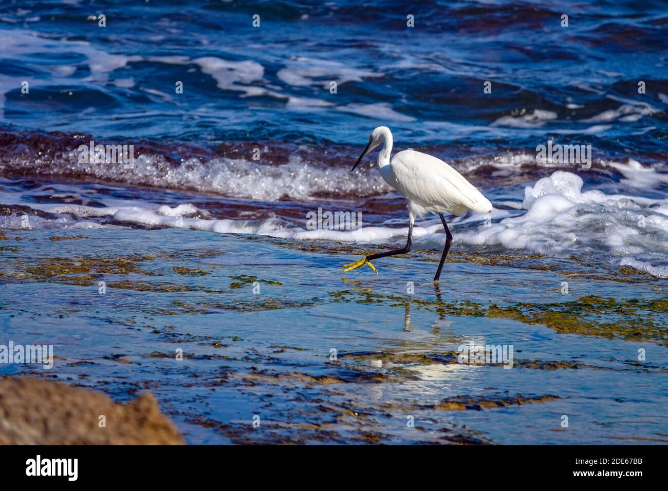 Piccolo uccello di Egret nelle onde di surf a la Mata, Torrevieja, Costa Blanca, Spagna, Provincia di Valencia Foto Stock