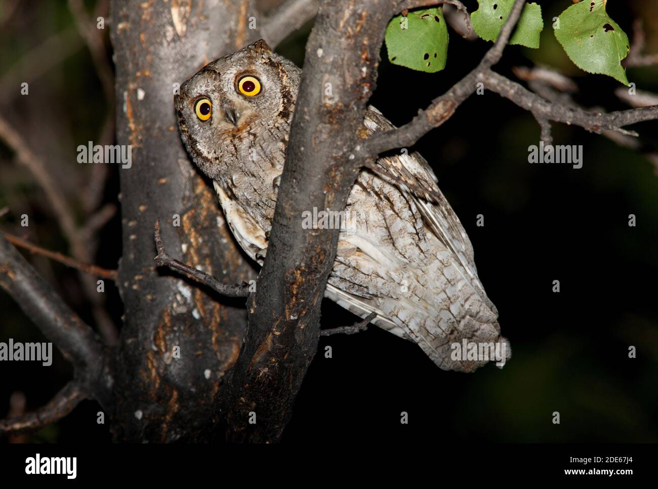 Adulto eurasiatico Scops-owl (Otus scops pulchellus) arroccato nella provincia di Almaty albero, Kazakhstan Giugno Foto Stock