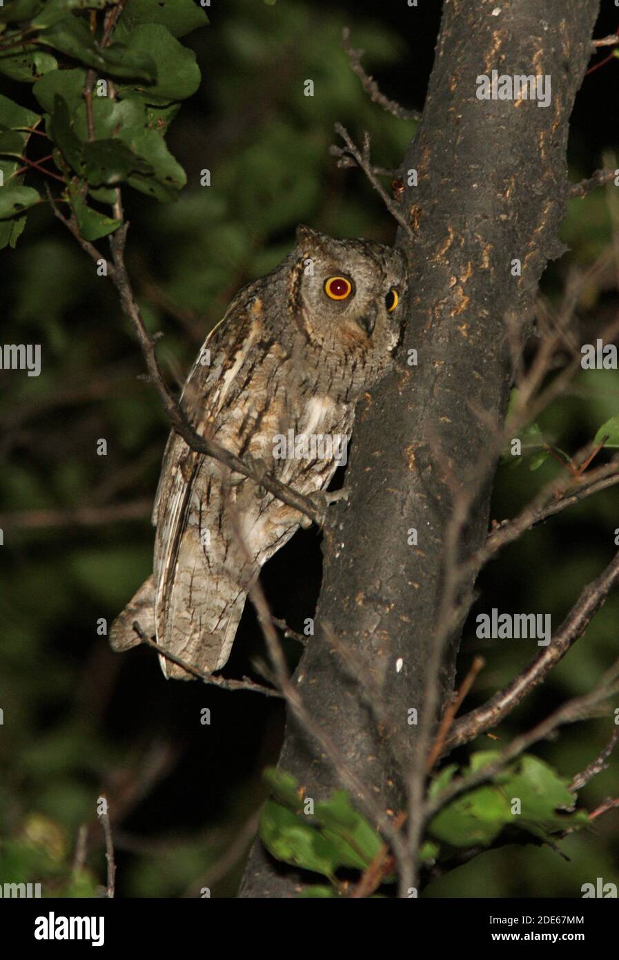 Adulto eurasiatico Scops-owl (Otus scops pulchellus) arroccato in albero di notte nella provincia di Almaty, Kazakhstan Giugno Foto Stock