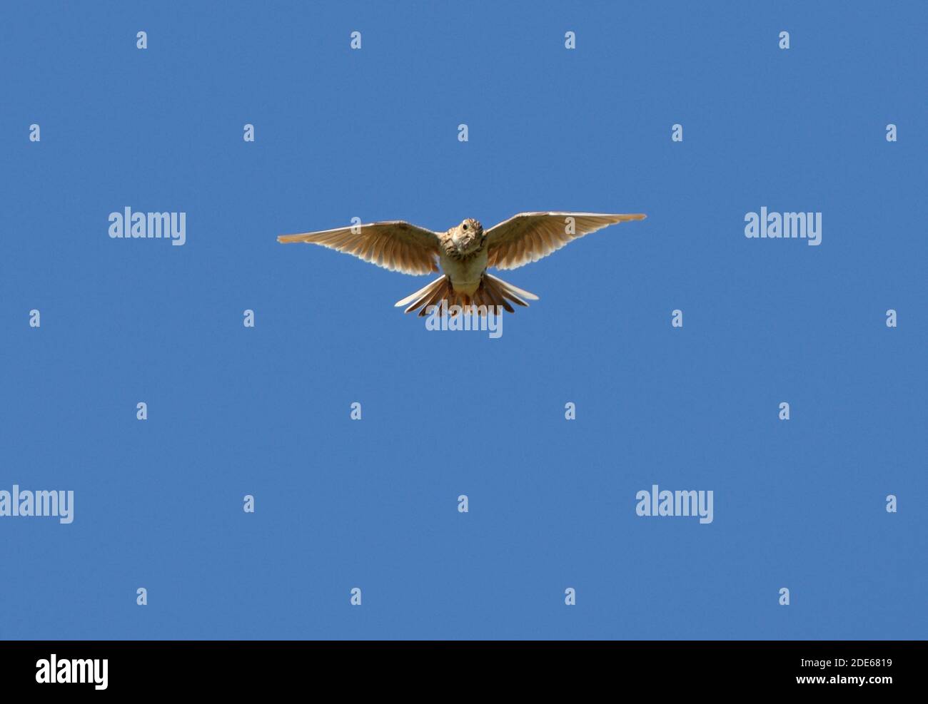 Eurasian Skylark (Alauda arvensis dulcivox) adulto in volo di canzone Lago Alakol, Kazakistan Giugno Foto Stock