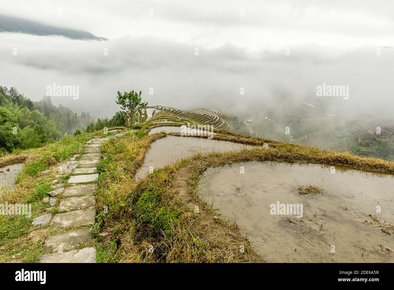 Vista elevata dei campi di riso in una giornata foggosa alle terrazze di riso Longsheng, Longji, Cina Foto Stock