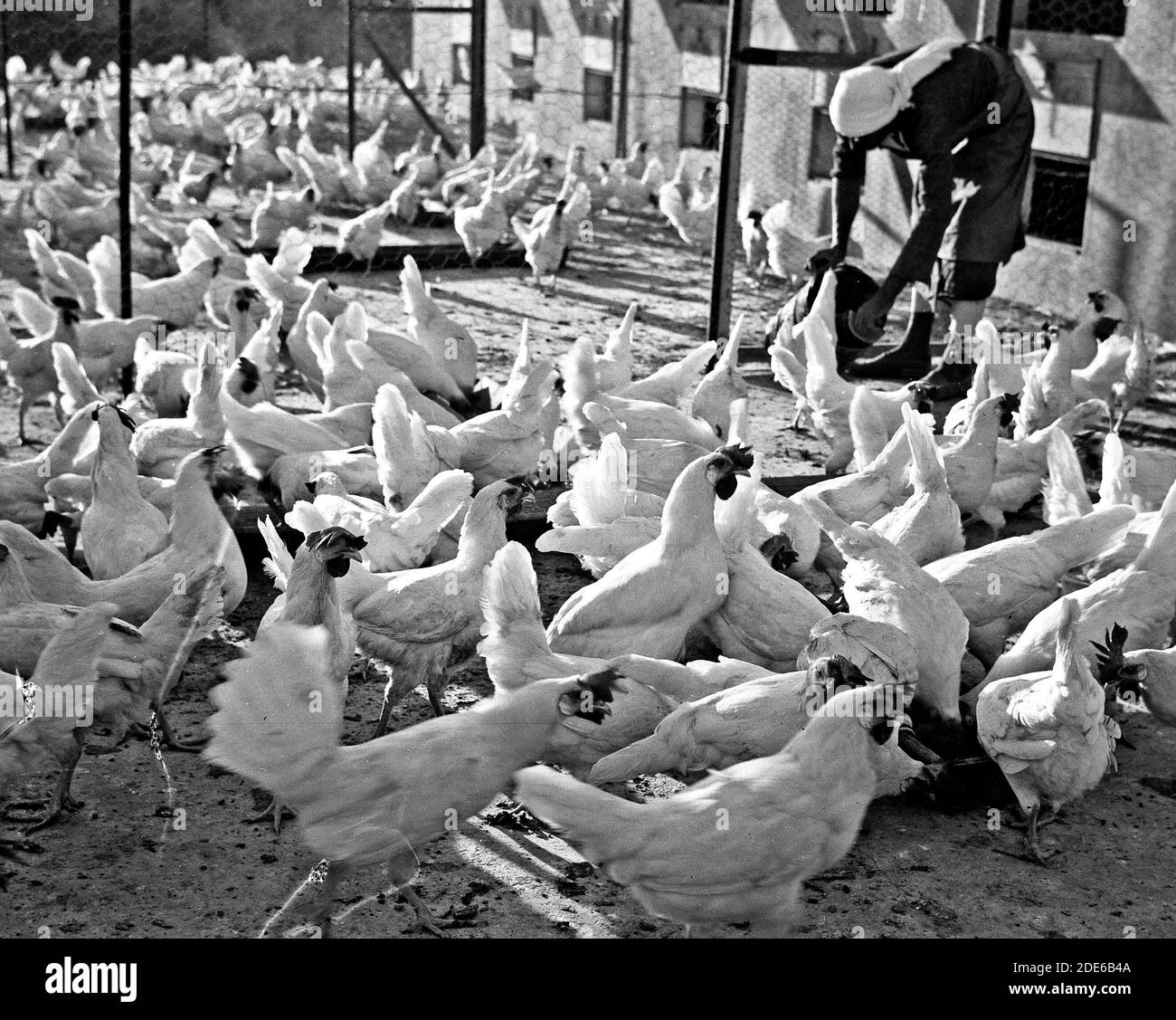 Didascalia originale: La Fattoria di pollame di Betlemme. (Esan Safieh). Alimentazione dei polli - Ubicazione: Cisgiordania--Betlemme ca. 1939 Foto Stock