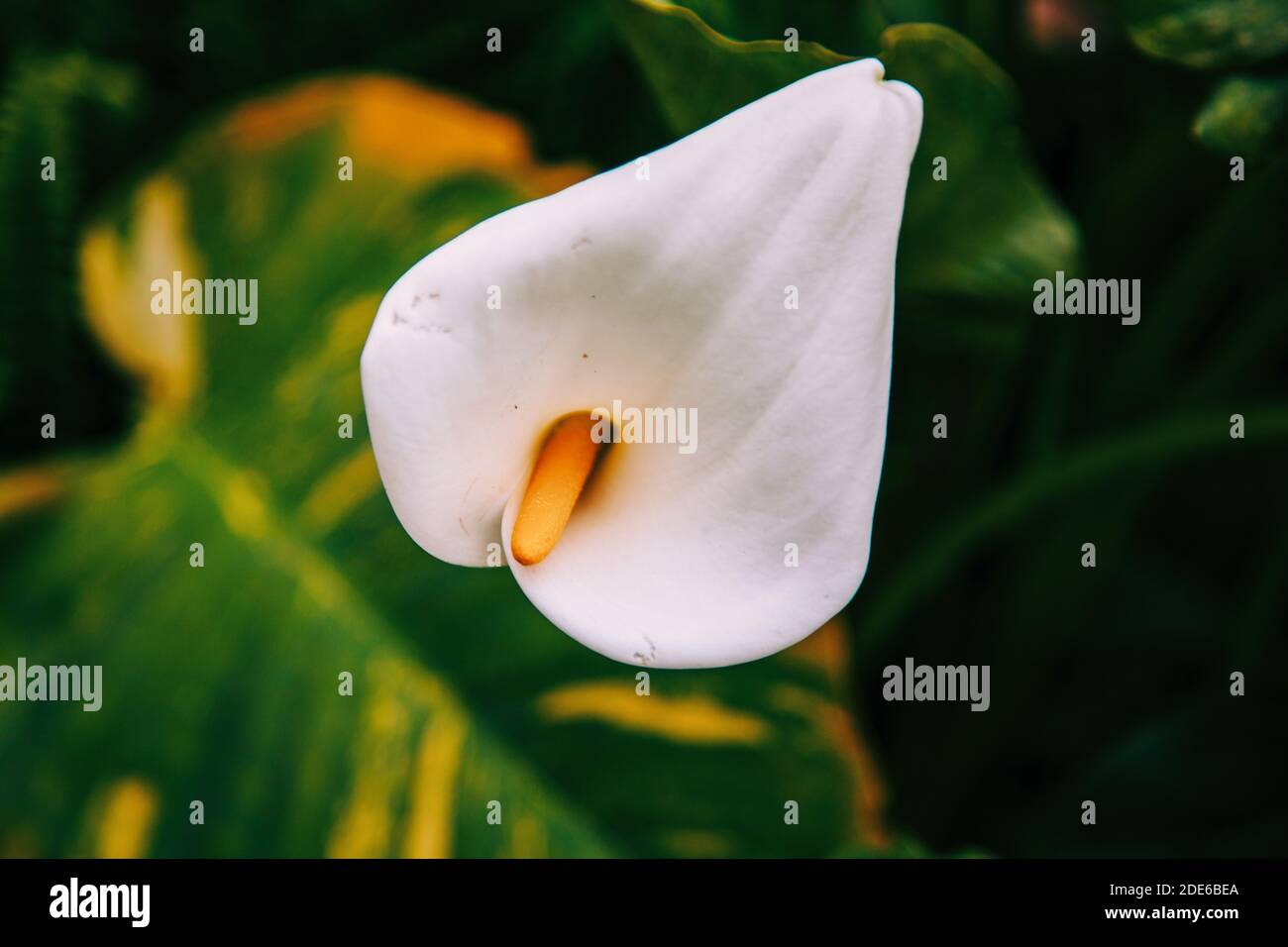primo piano calla flower. bianco e giallo. botanica Foto Stock