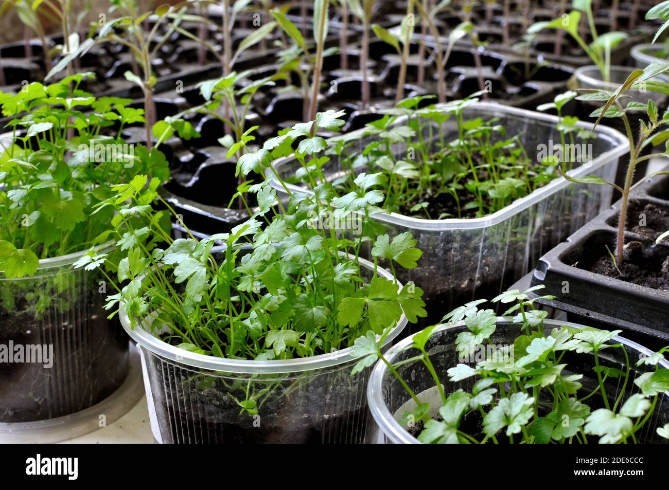 primo piano di piantine delle varie verdure nella serra pronto per piantare nel giardino di verdure Foto Stock