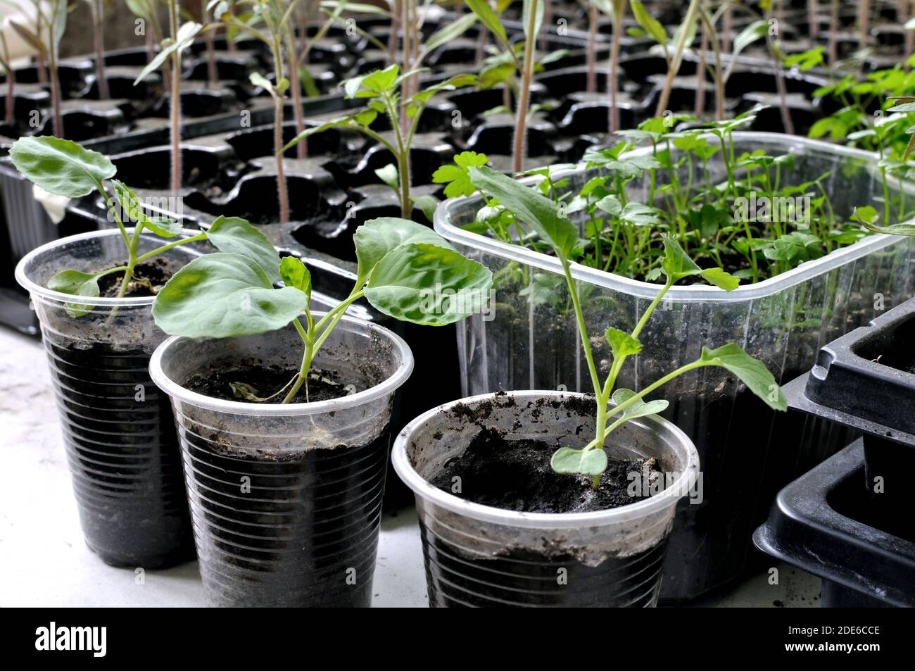 primo piano di piantine delle varie verdure nella serra pronto per piantare nel giardino di verdure Foto Stock