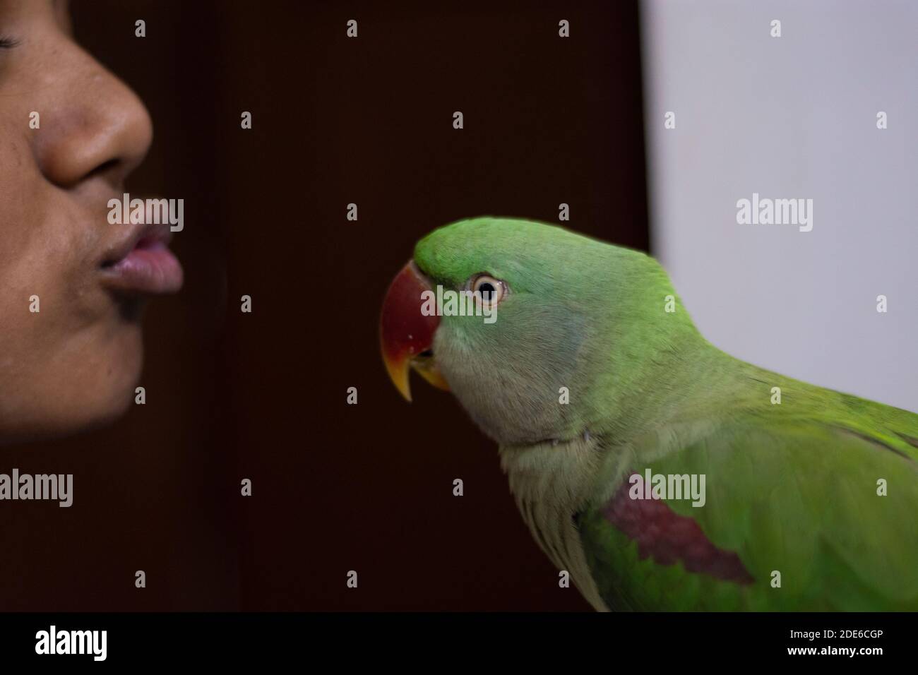 pappagallo indiano che parla e gioca in casa Foto Stock