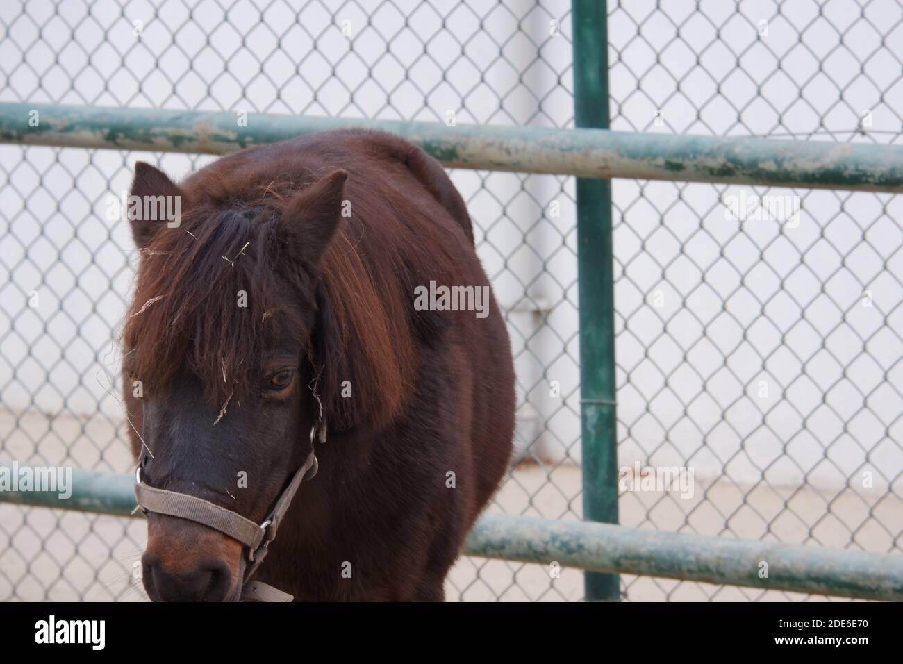 Cavallo marrone Close Up Foto Stock