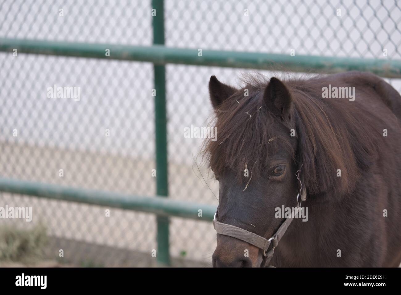 Cavallo marrone Close Up Foto Stock