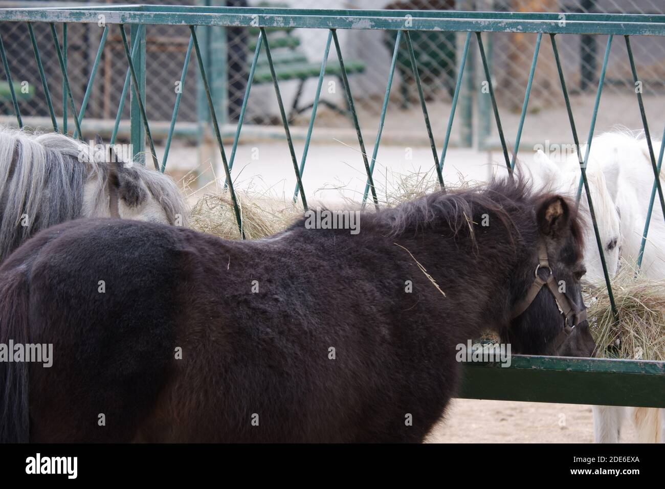 Cavalli che mangiano la paglia Foto Stock