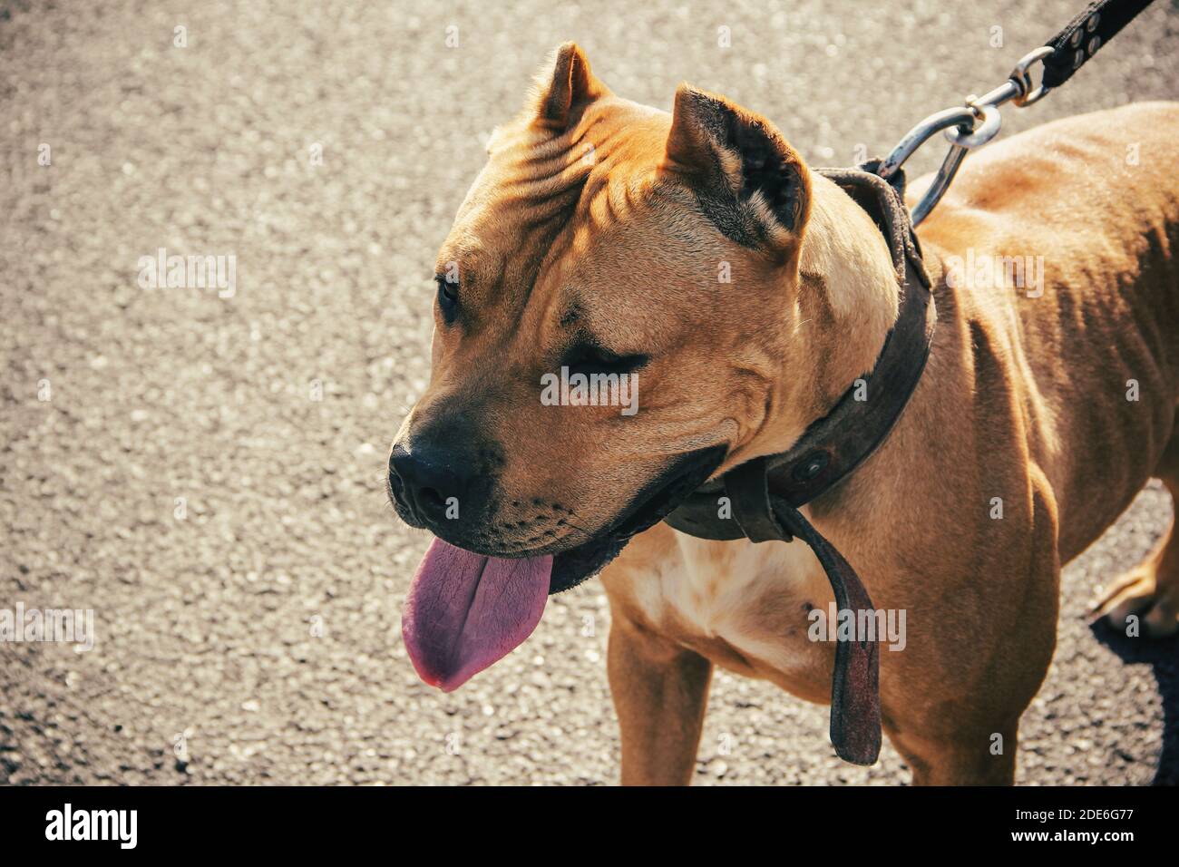vista laterale del cane pitbull. in primo piano. Foto Stock