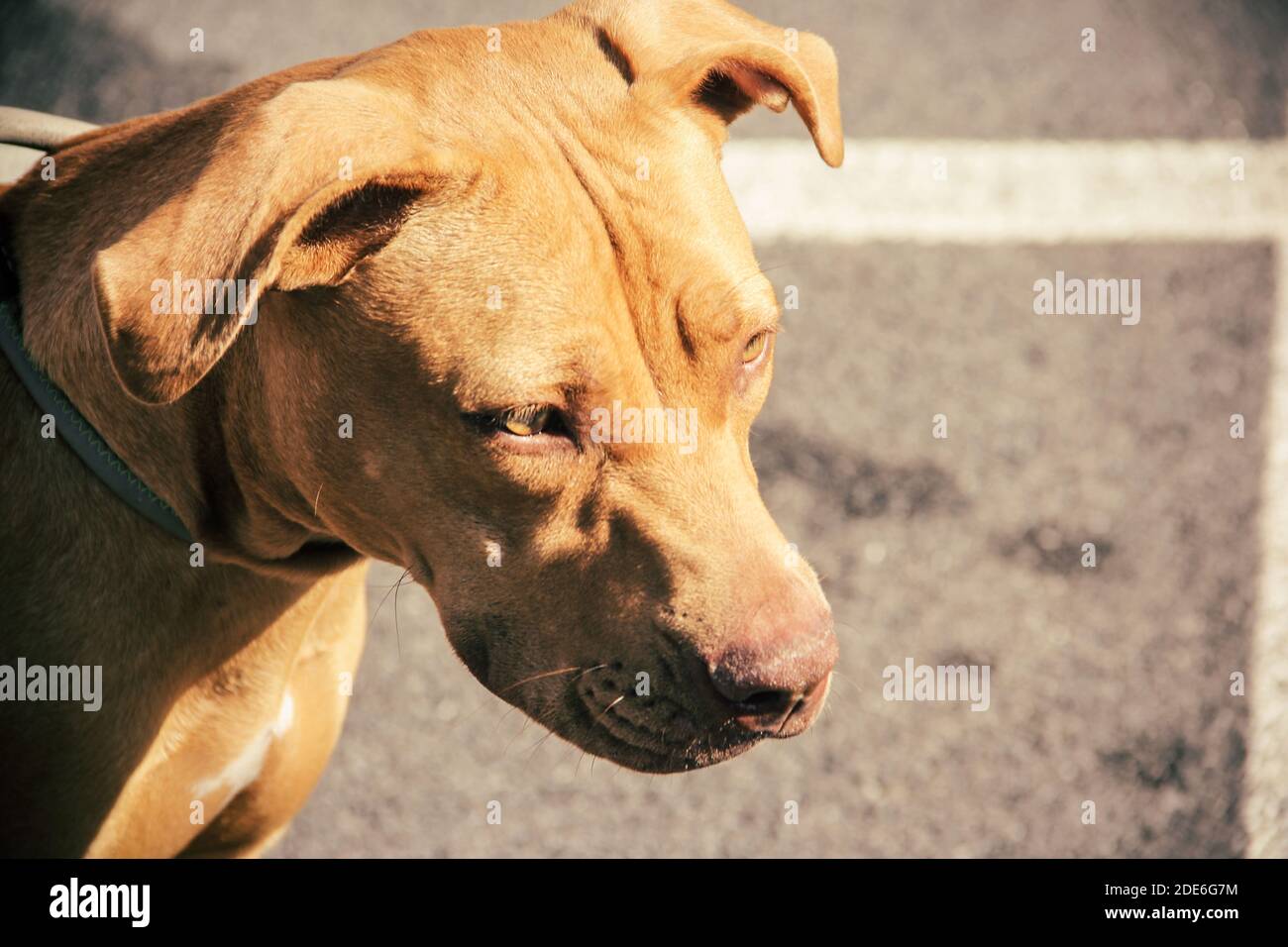 vista laterale del cane pitbull. in primo piano. Foto Stock