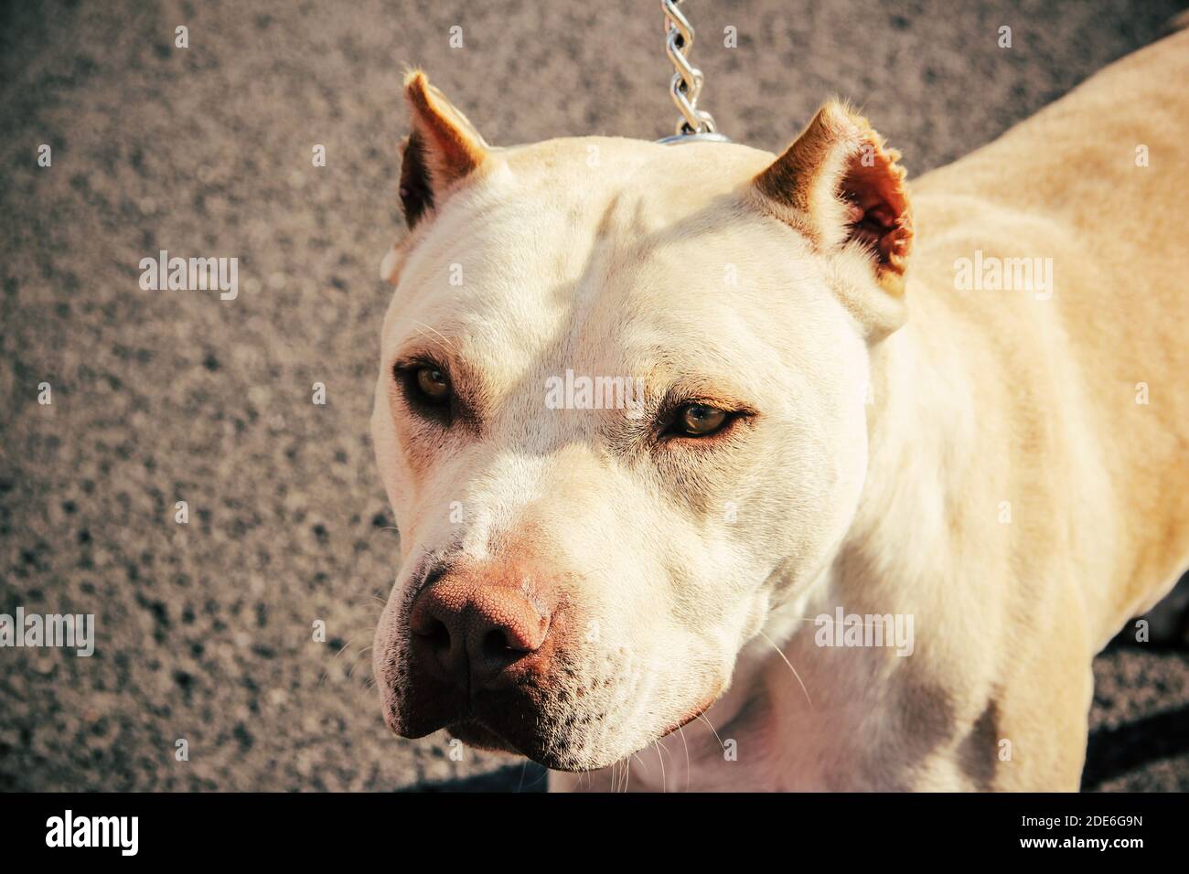 chiusura cane pitbull. vista laterale. orecchio tagliato Foto Stock