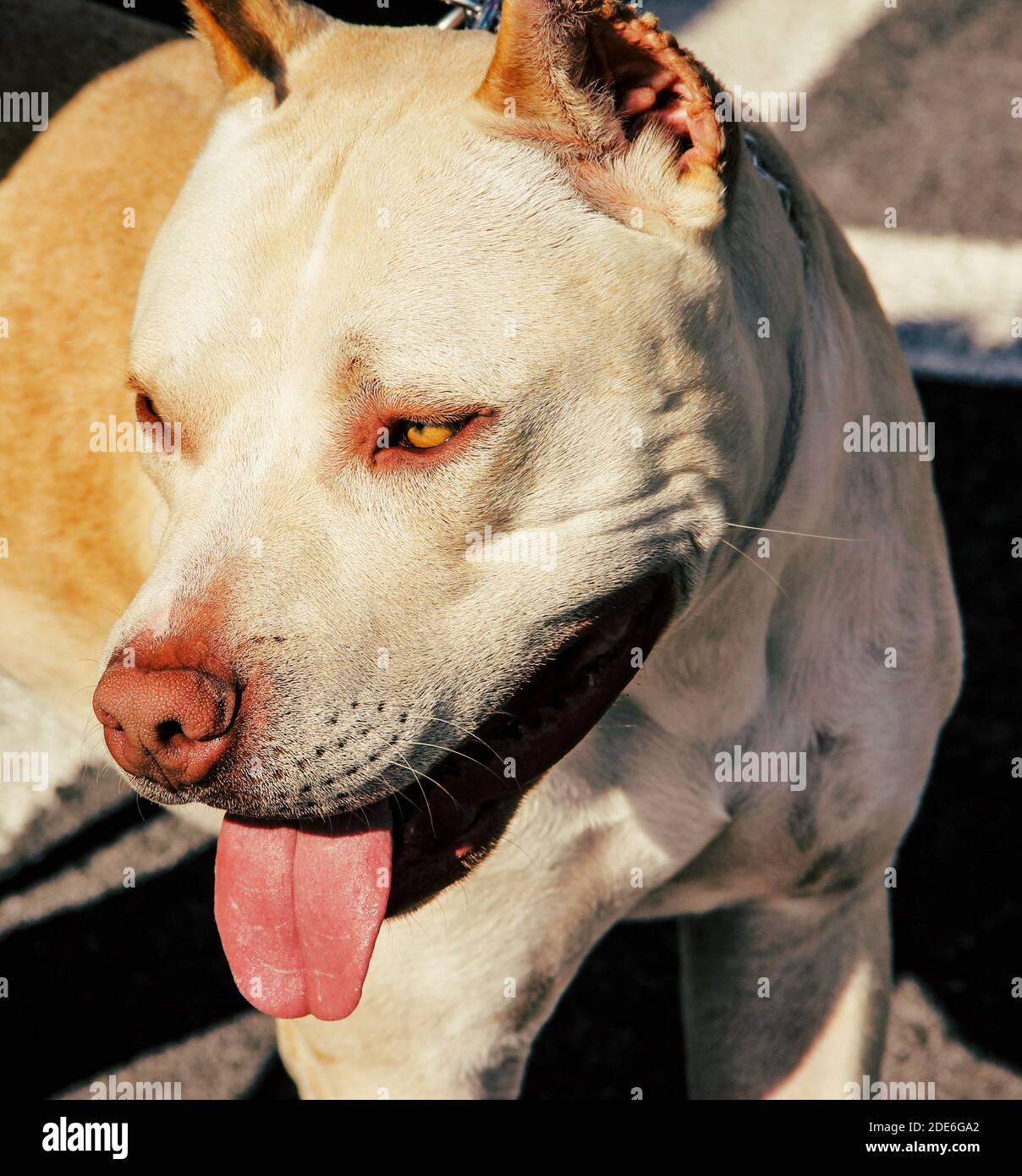vista laterale del cane pitbull. in primo piano. Foto Stock