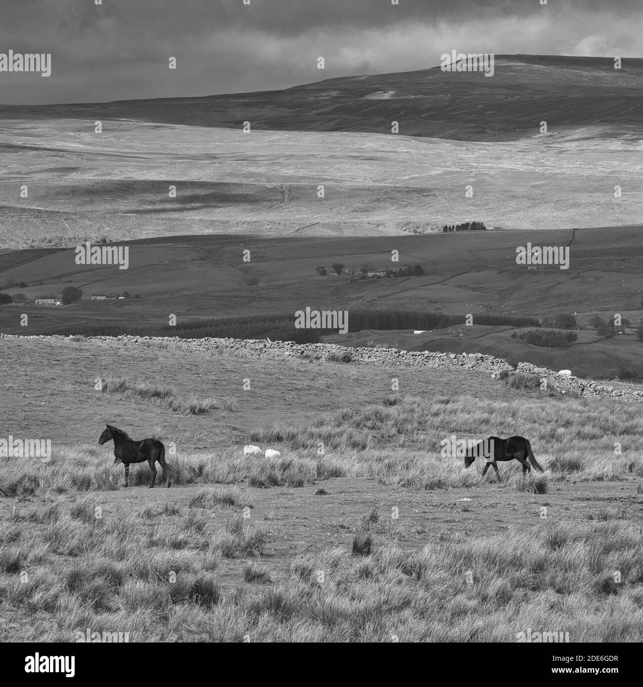 Paesaggio bianco e nero di cavalli neri su Moorland, Stainmore, Cumbria, Inghilterra, Regno Unito. Foto Stock