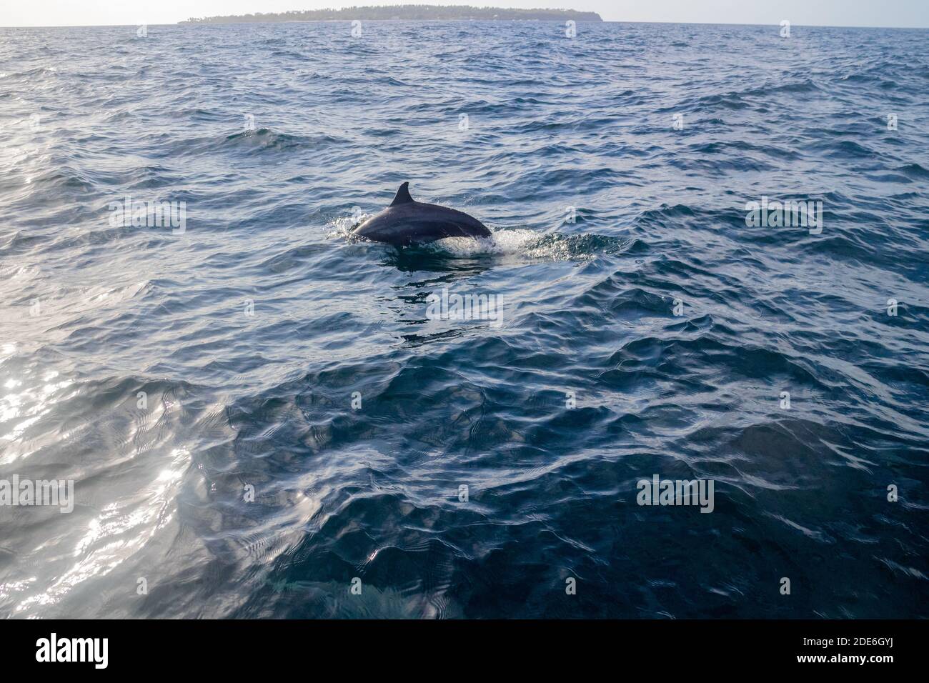 Delfini al naso a Bohol, Filippine Foto Stock