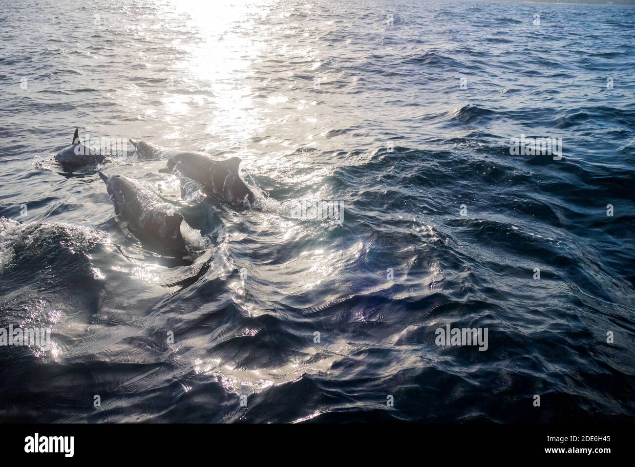 Delfini al naso a Bohol, Filippine Foto Stock