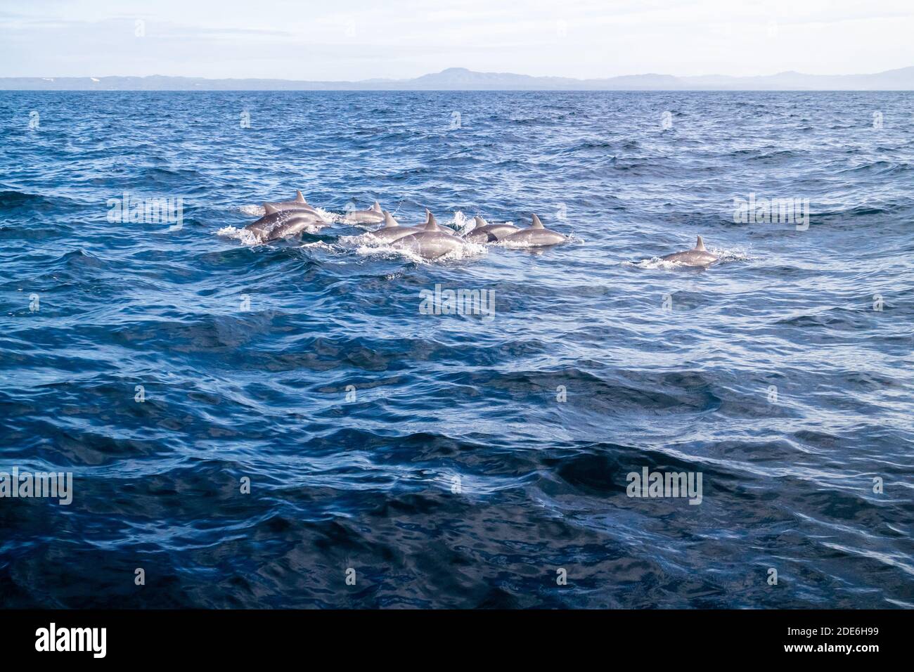 Delfini al naso a Bohol, Filippine Foto Stock