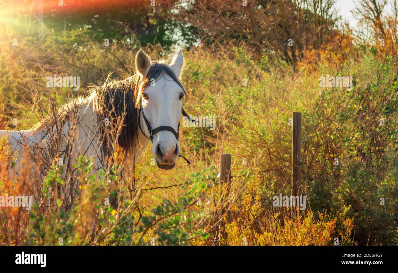 Cavallo bianco in libertà Foto Stock