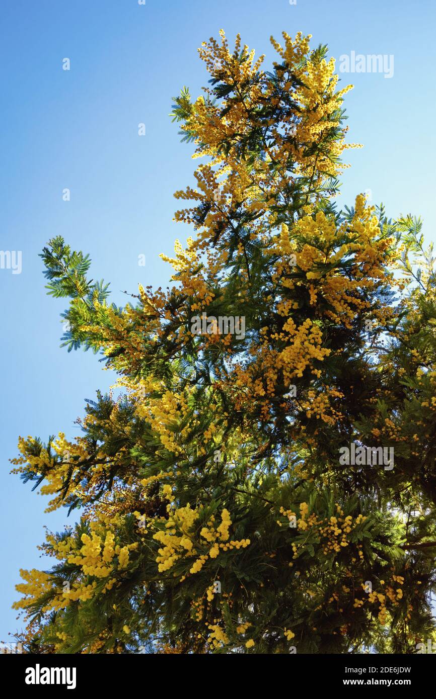Albero di alambata di acacia in fiore il sole giorno di primavera Foto Stock