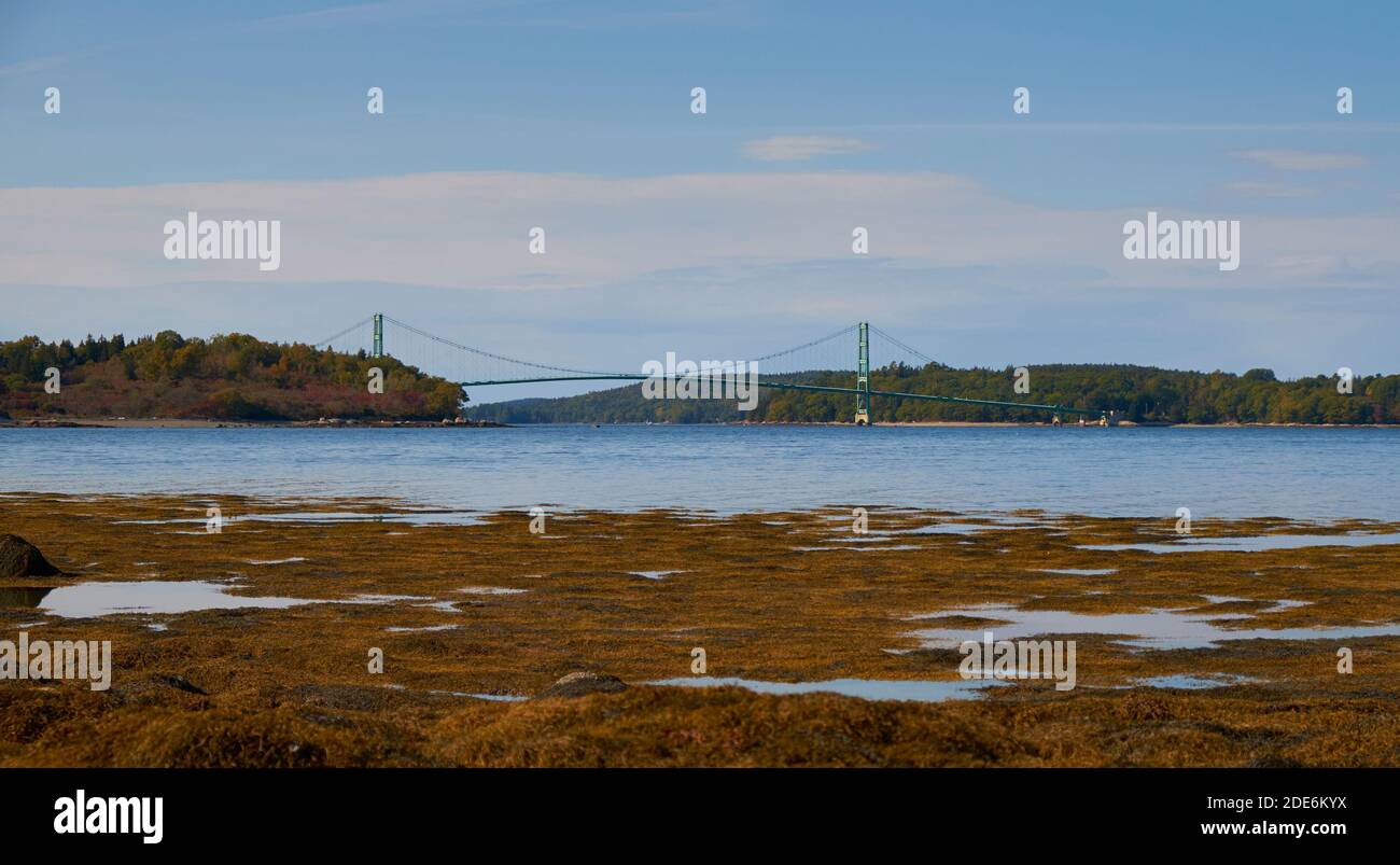 La vista del ponte Deer Isle dalla spiaggia coperta di alghe gialle del parco naturale Scott's Landing Preserve a Deer Isle, Maine. Foto Stock