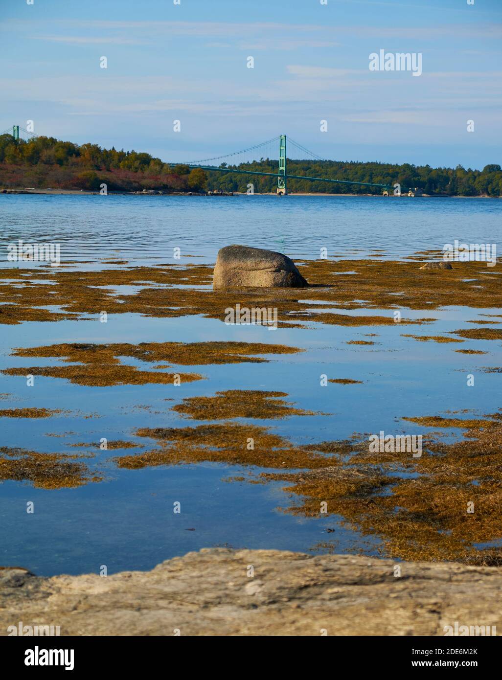 La vista del ponte Deer Isle dalla spiaggia coperta di alghe gialle del parco naturale Scott's Landing Preserve a Deer Isle, Maine. Foto Stock