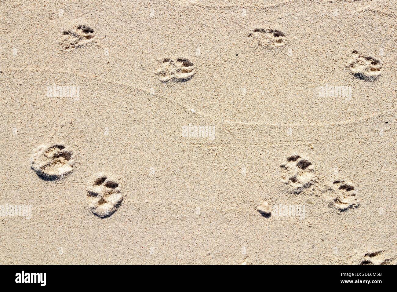 Paw stampa su un'isola tropicale di Bohol, Filippine Foto Stock