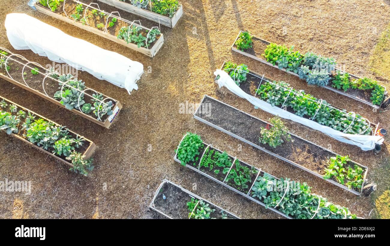 Vista aerea fila di letti rialzati con struttura fredda ortaggi frondosi presso il giardino comunitario in Texas, Stati Uniti Foto Stock