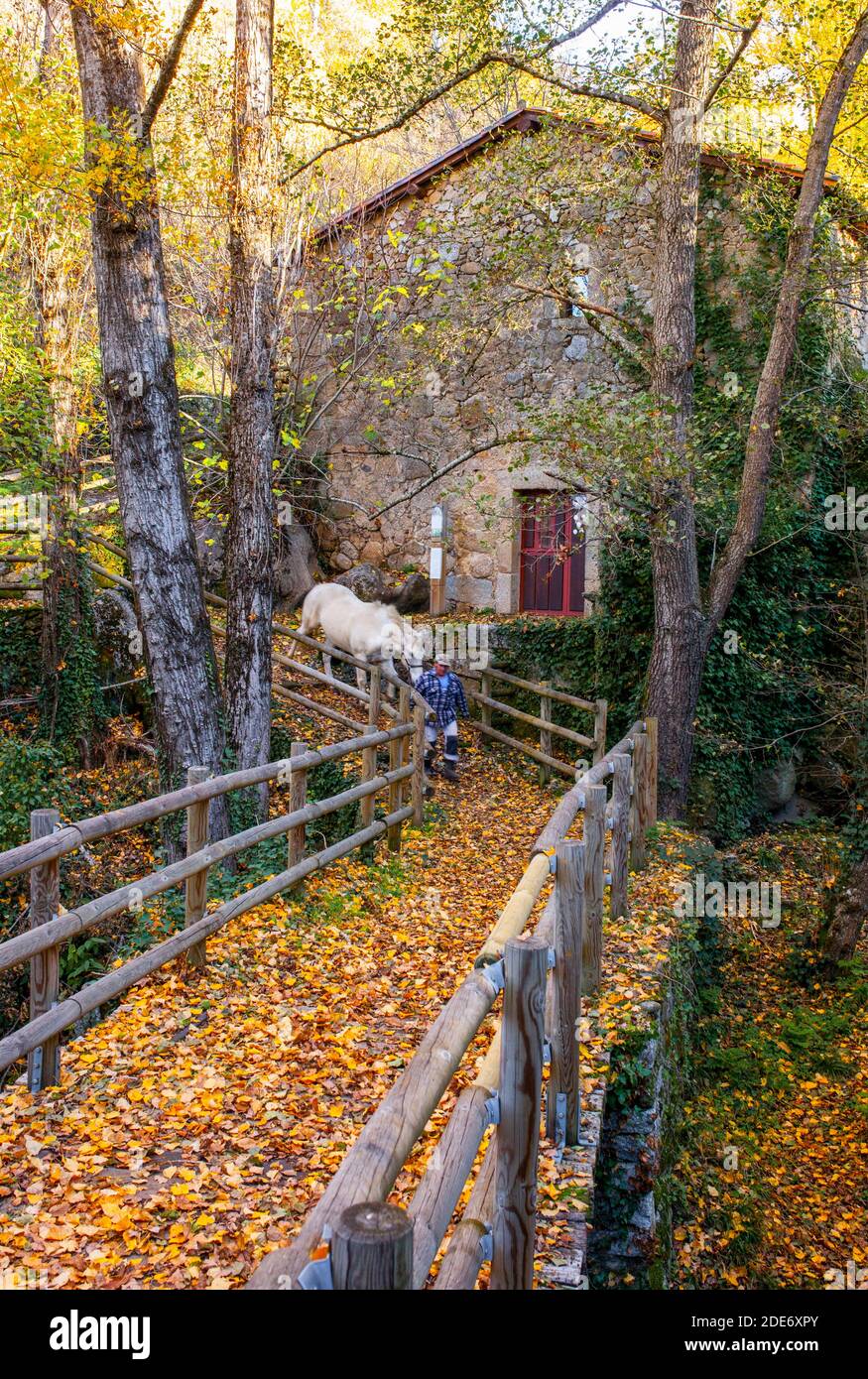 Contadino locale con cavallo accanto al vecchio mulino ad acqua di Banos de Montemayor. Autunno magico della Valle di Ambroz, Estremadura, Spagna Foto Stock