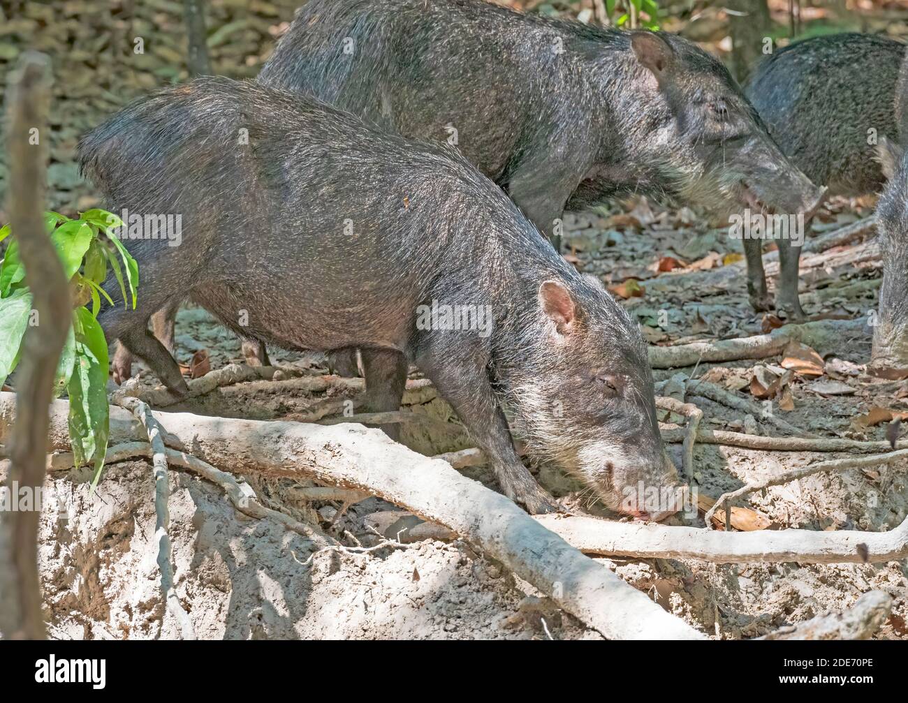 Peccario bianco che si nutre a un lick di sale nella foresta pluviale amazzonica vicino ad alta Floresta, Brasile Foto Stock
