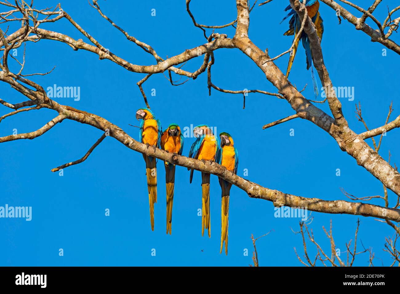 Blue e Yellow Macaws in un albero vicino ad alta Floresta, Brasile Foto Stock