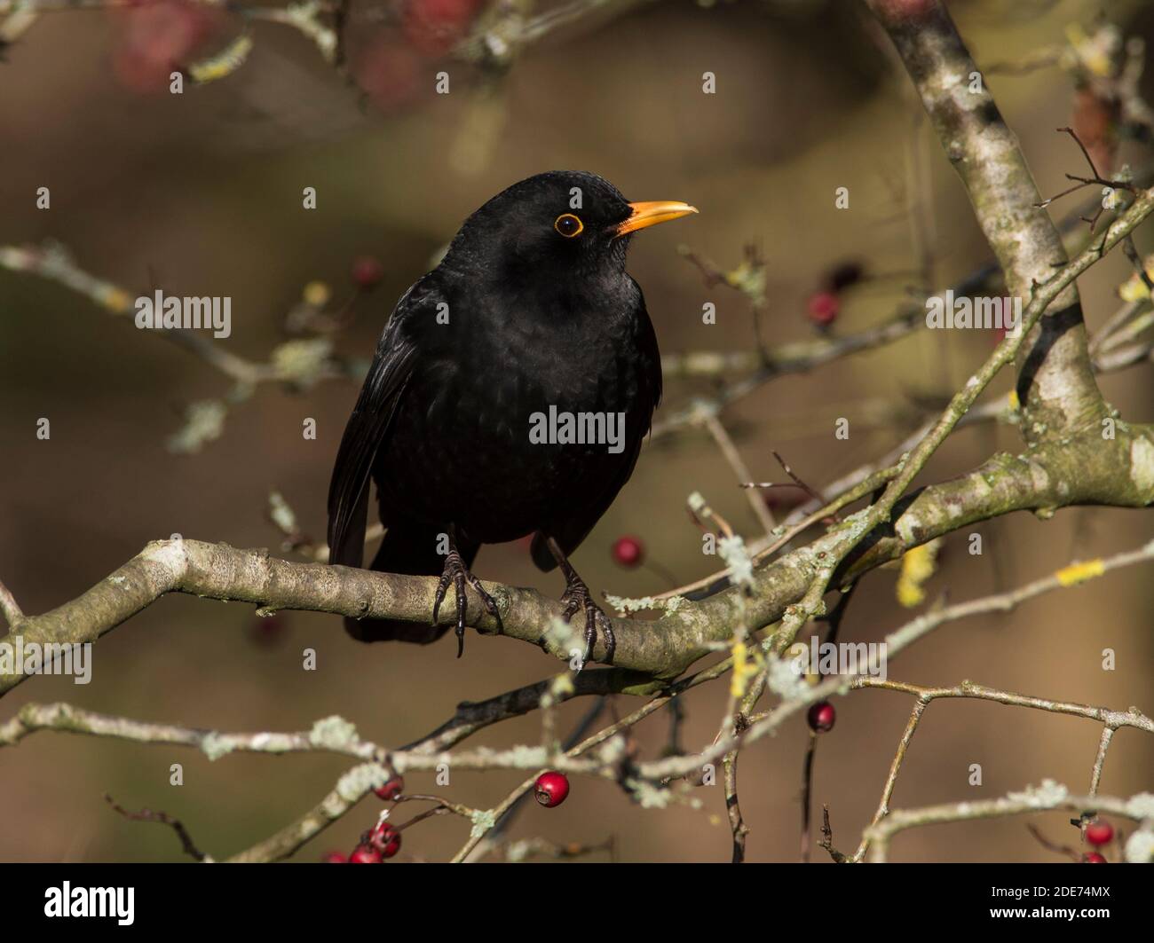 Adulto maschio Blackbird (Turdus merula) in un albero del biancospino. Foto Stock