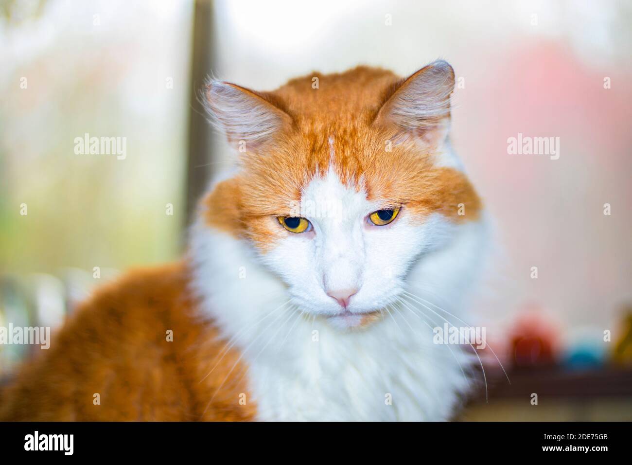 Gatto bianco e arancione con sfondo illuminato in interni che guarda verso il basso Foto Stock