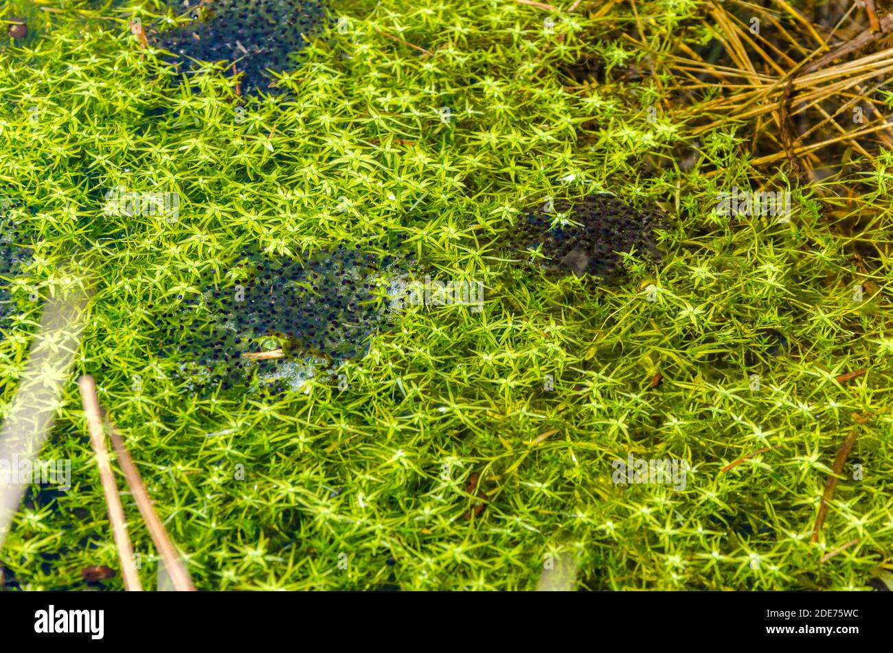 Primo piano , rialba di rana in ambiente naturale . Profondità di campo selezionata. Foto Stock