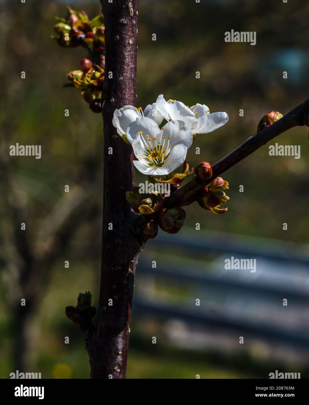 Primavera, primavera, OH sei tu !!!i primi segni di primavera in Polonia. Fiore di mela. Foto Stock