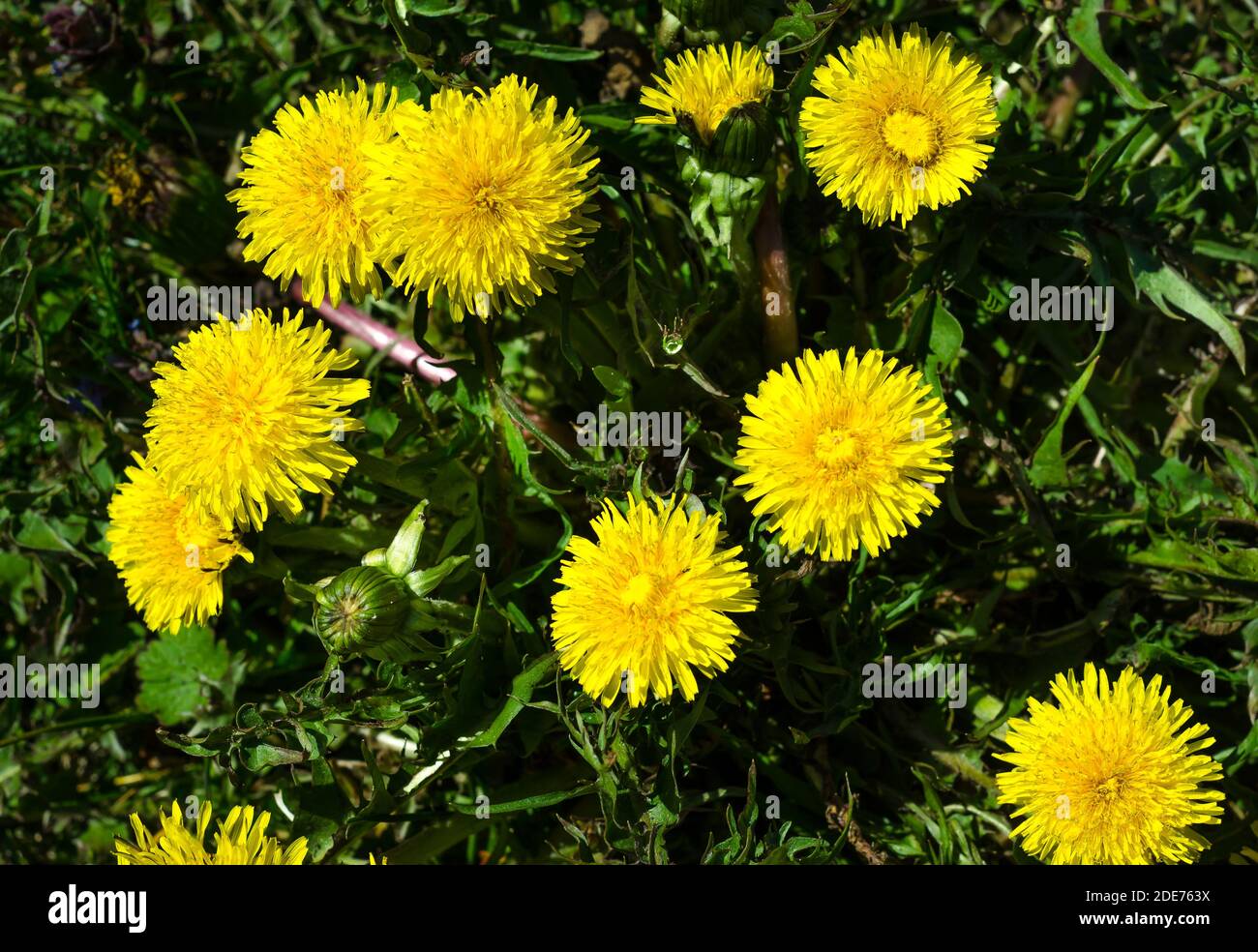Primavera, primavera, OH sei tu !!!i primi segni di primavera in Polonia. Fiori di dente di leone. Foto Stock
