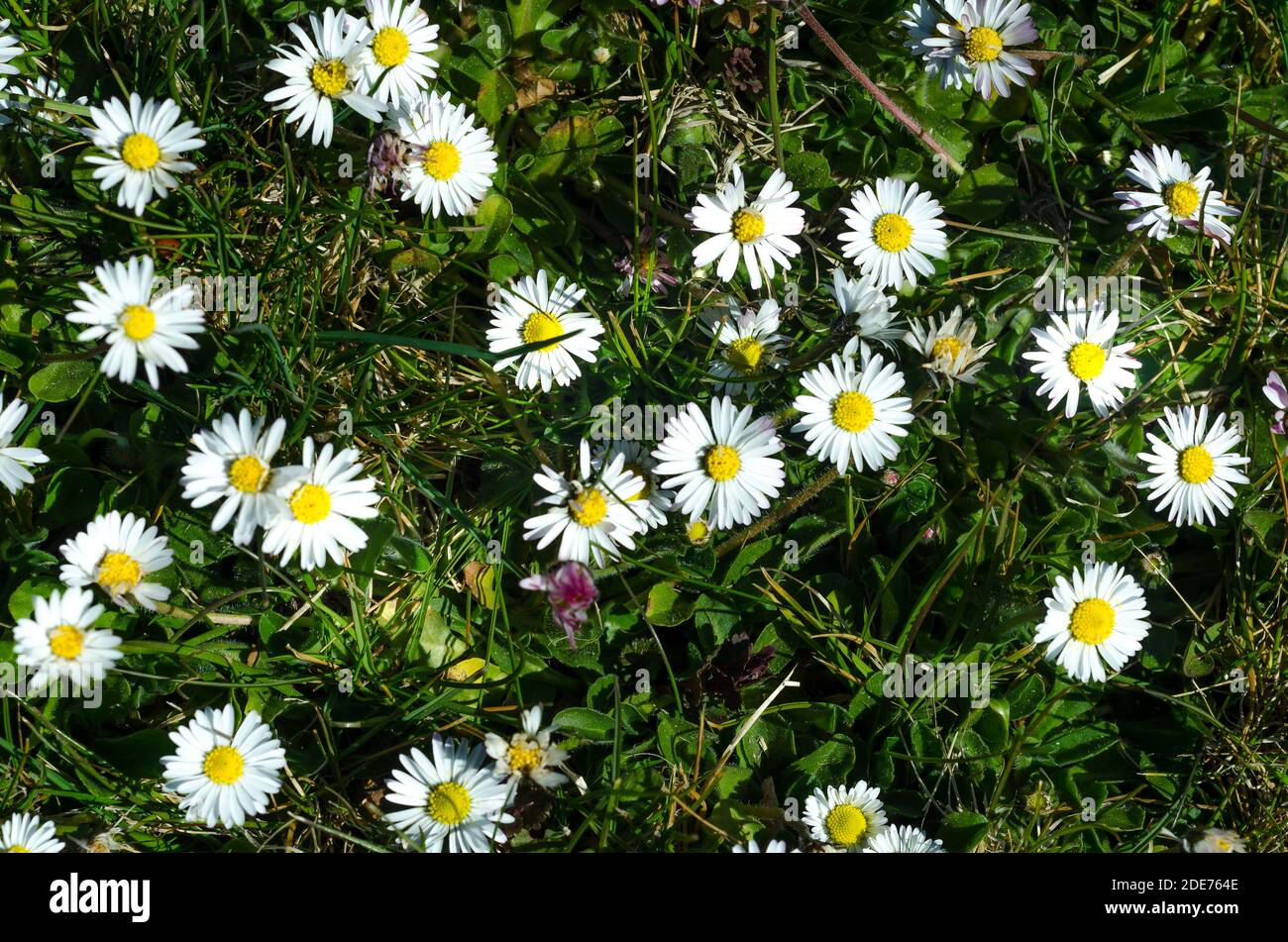 Primavera, primavera, OH sei tu !!!i primi segni di primavera in Polonia .Daisies nel prato. Foto Stock