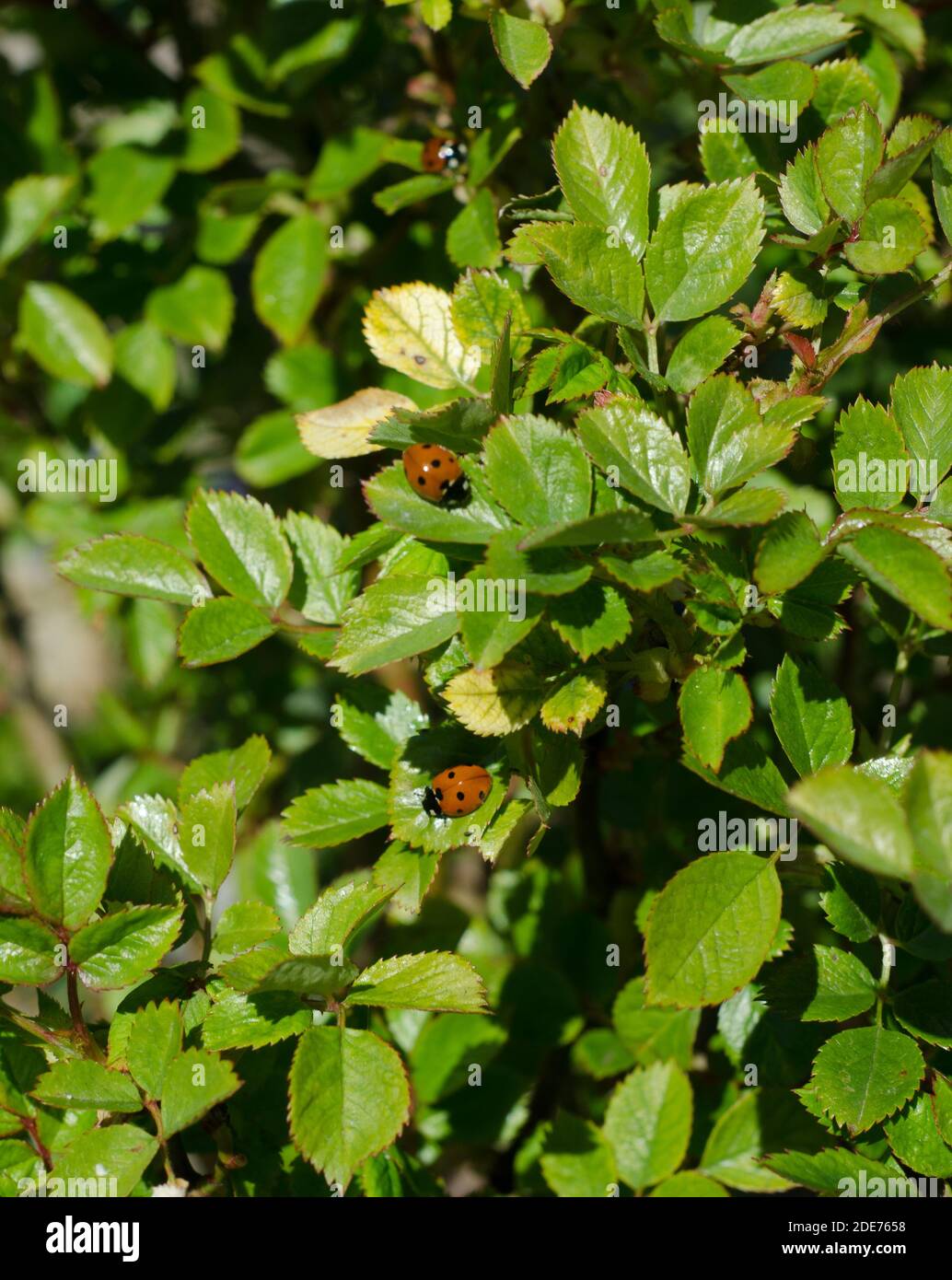 Primavera, primavera, OH sei tu !!!i primi segni di primavera in Polonia. Ladybugs su un cespuglio di rose. Foto Stock