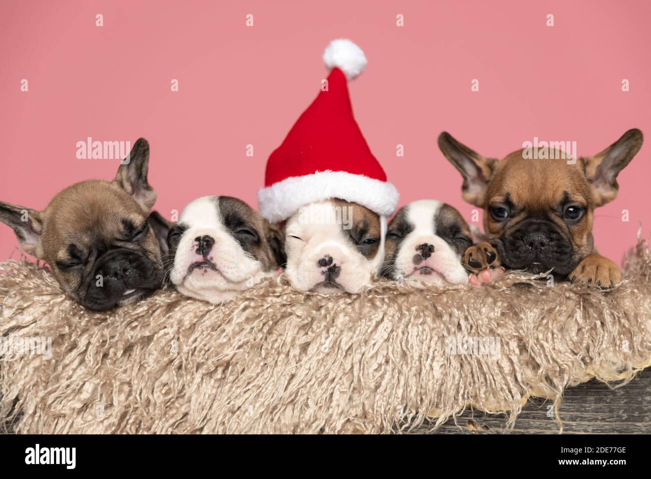 sleepy santa aiuta a dormire in una scatola di legno furry e. trascorrere il natale insieme Foto Stock