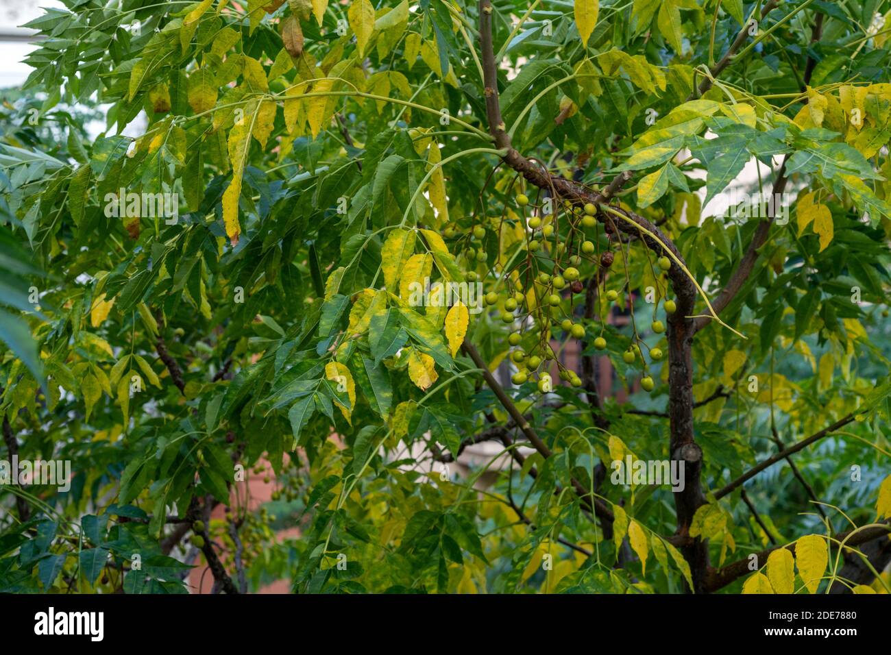 Hojas de arbol. Foto Stock