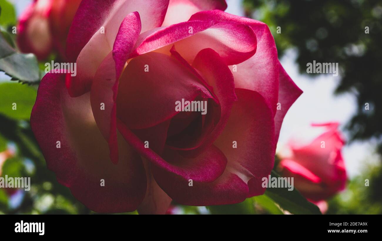 Primo piano di rosa brillante fiore e morbido aspetto vintage. Bel delicato sfondo di piante con foglie verdi. Concetto di bellezza naturale in primavera Foto Stock