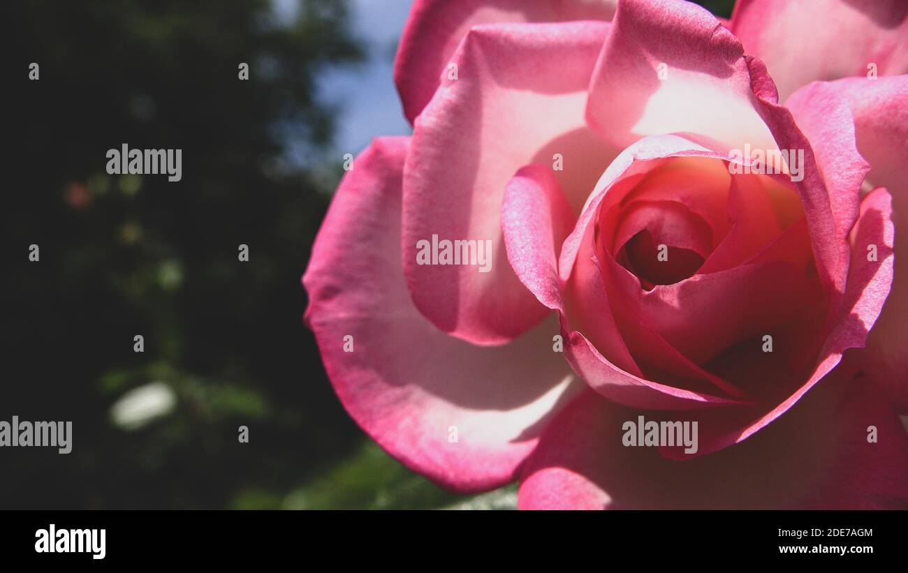 Primo piano di rosa brillante fiore e morbido aspetto vintage. Bel delicato sfondo di piante con foglie verdi. Concetto di bellezza naturale in primavera Foto Stock