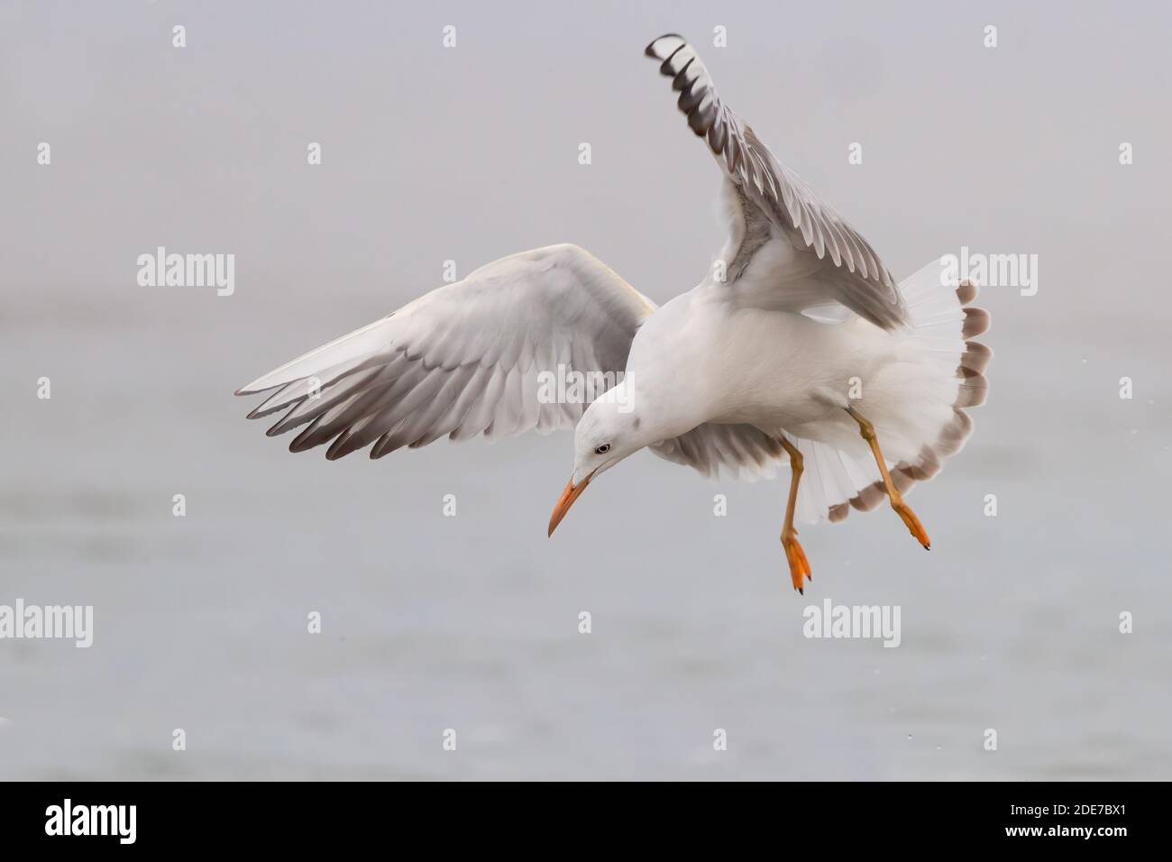 Gull (Chromicocephalus genei), giovane in volo, Campania, Italia Foto Stock
