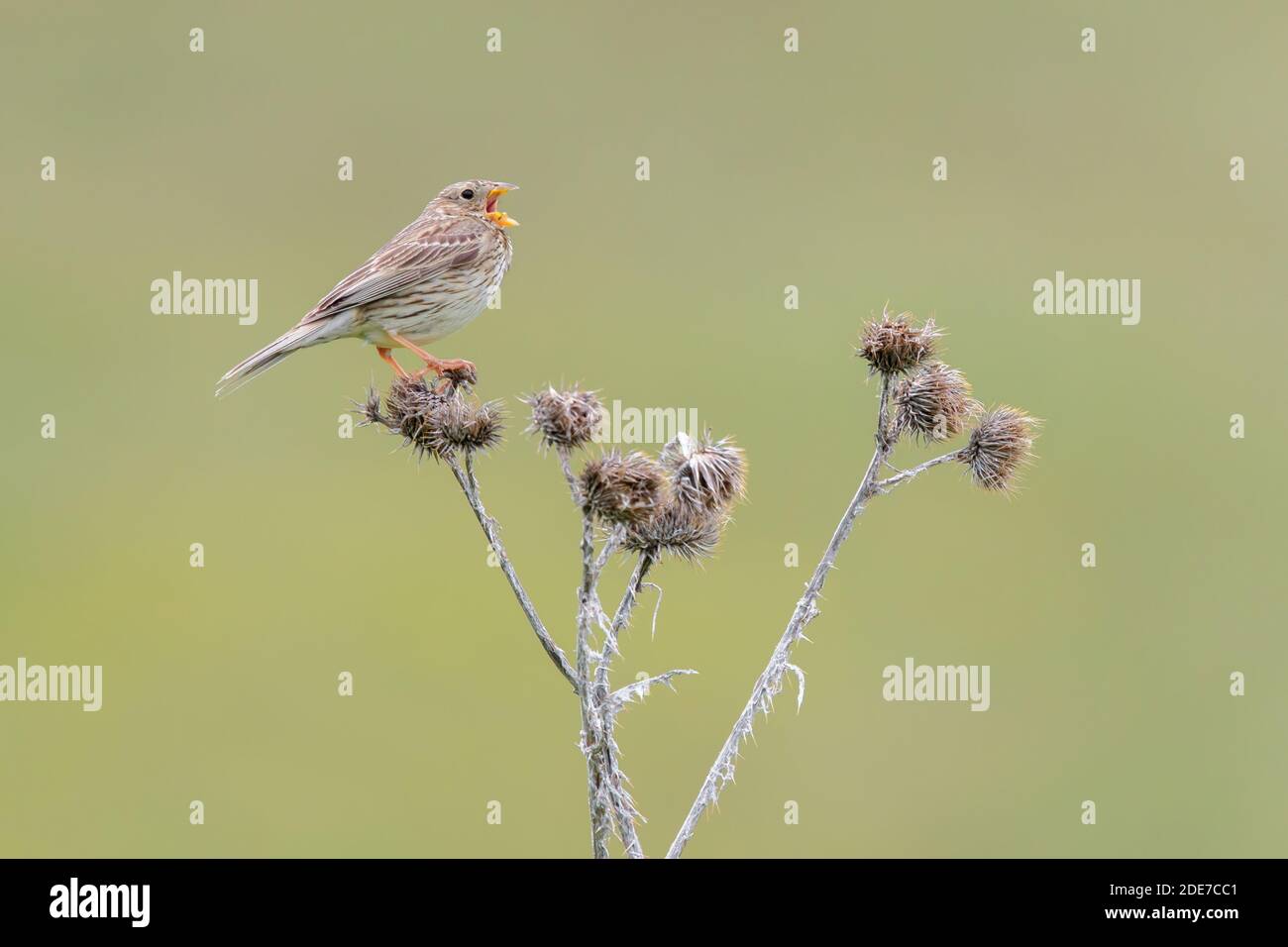 Corn Bunting (Emberiza calandra), vista laterale di un adulto che canta da un tistello morto, Abruzzo, Italia Foto Stock
