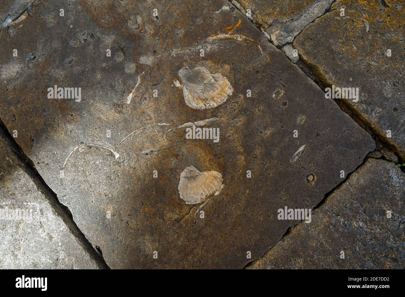 Vista ad angolo di un antico pavimento in pietra con frammenti di gusci fossili in una strada del centro storico di Volterra, Pisa, Toscana, Italia Foto Stock