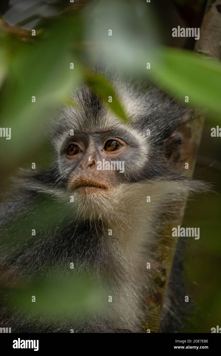 Wild Thomas's Langur, un mammifero primate, conosciuto anche come Presbytis thomasi, guarda intorno alle foreste pluviali di Sumatra, Indonesia, nel Parco Nazionale di Leuser n. Foto Stock