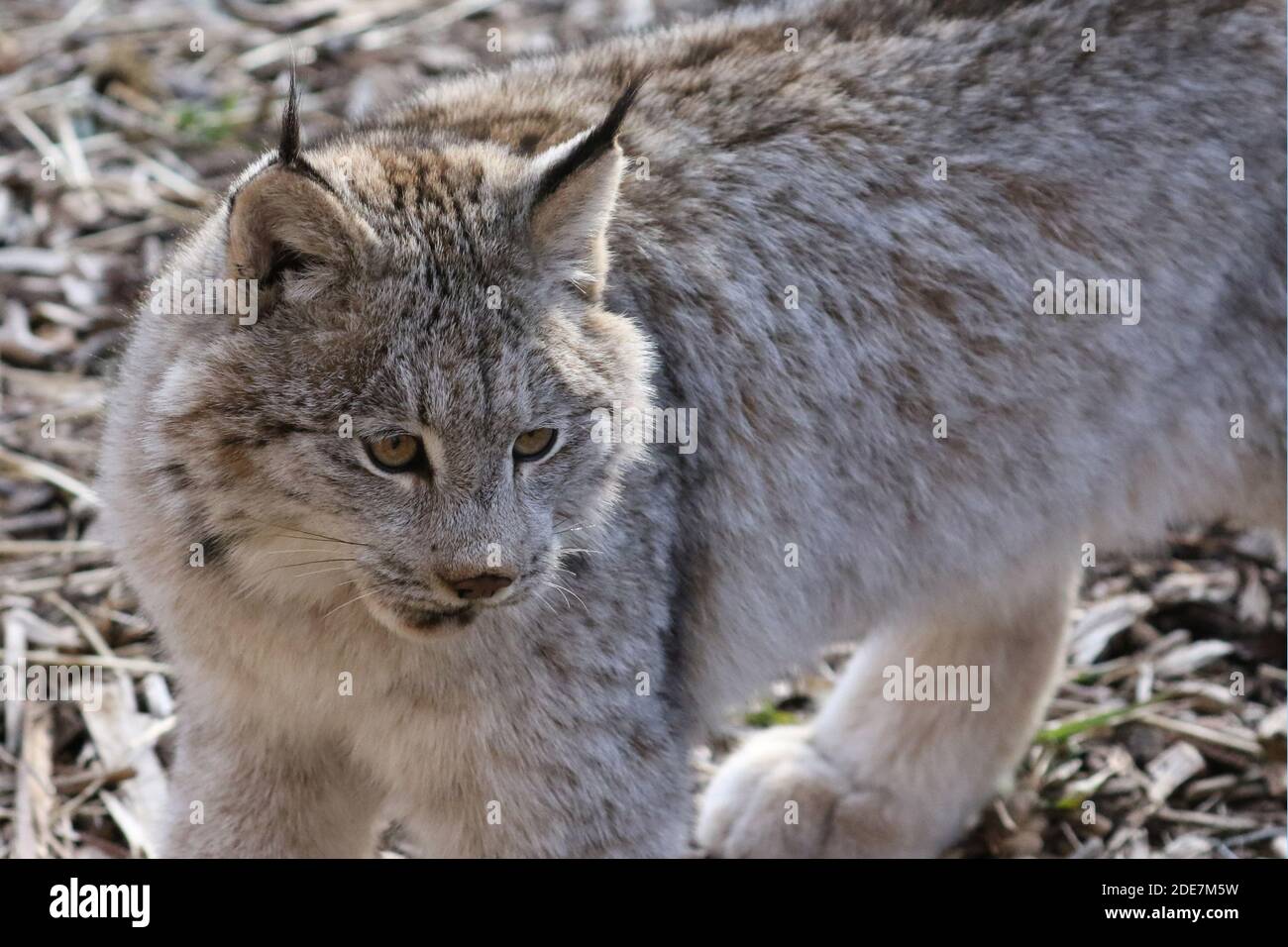 Lynx canadese in cattività Foto Stock