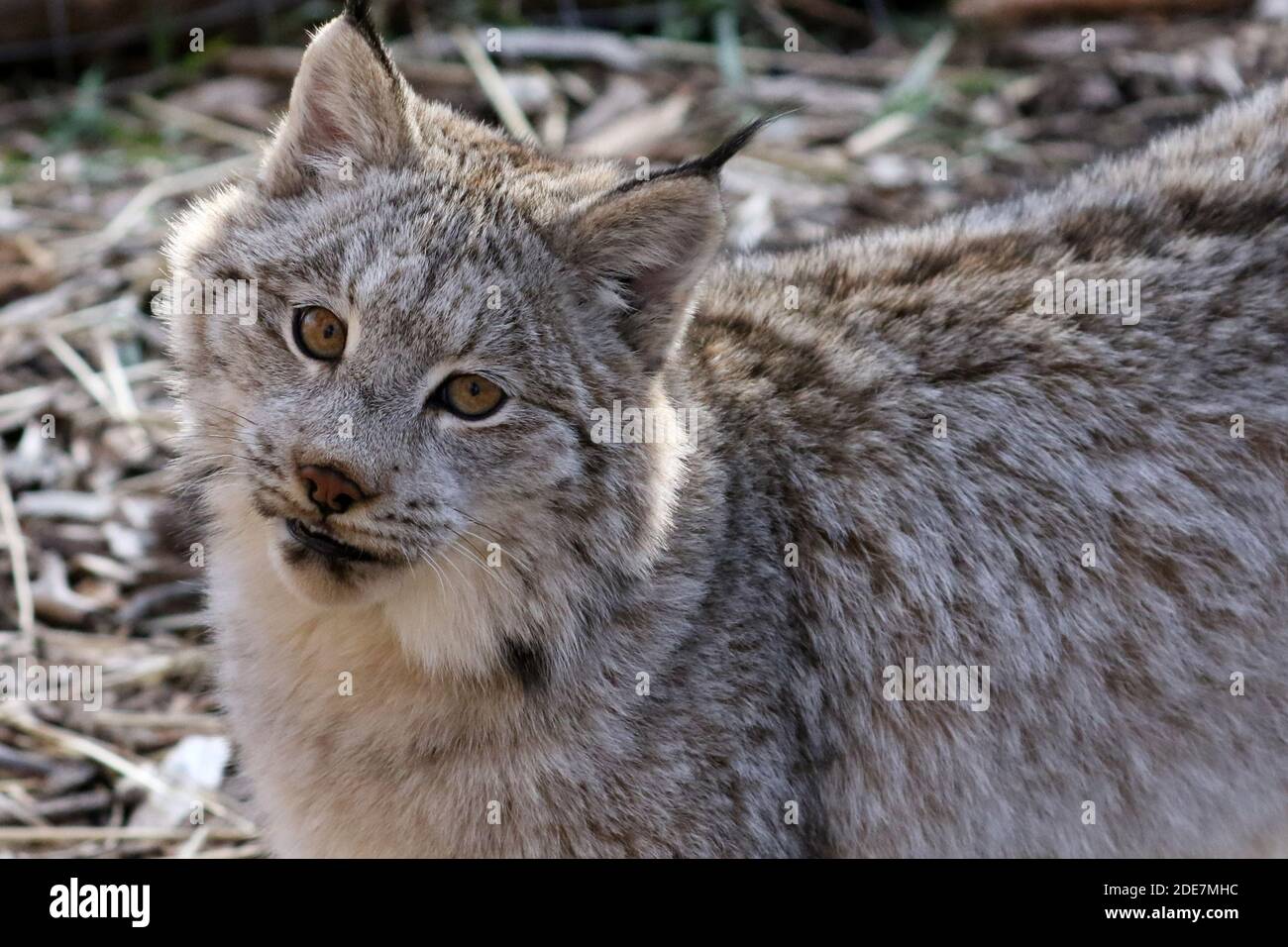 Lynx canadese in cattività Foto Stock