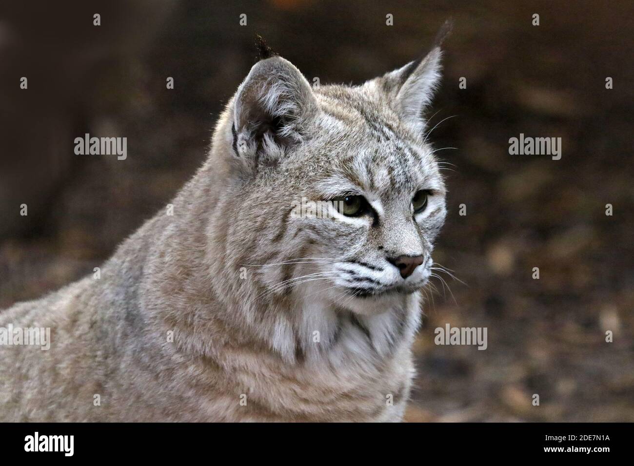 Bobcat in cattività Foto Stock